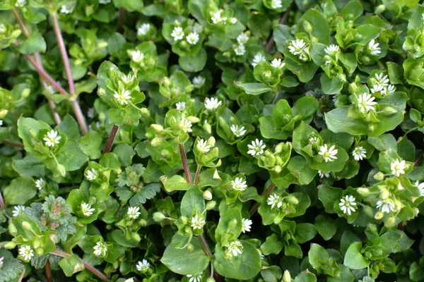 Spring Stellaria Media Grows Wild — Stock Photo, Image