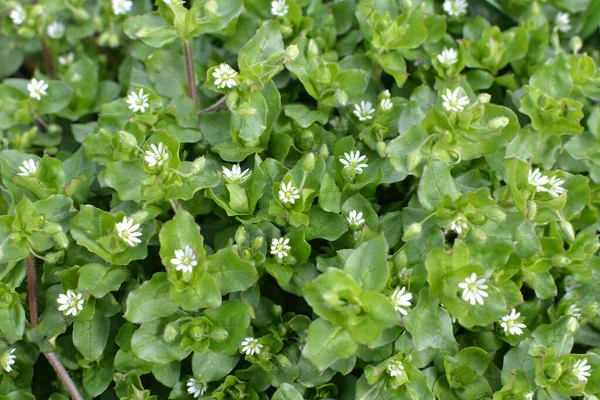 Την Άνοιξη Μέσα Μαζικής Ενημέρωσης Stellaria Μεγαλώνει Στην Άγρια Φύση — Φωτογραφία Αρχείου