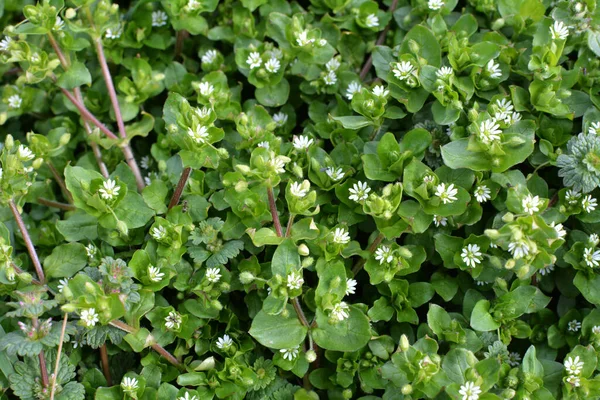 Την Άνοιξη Μέσα Μαζικής Ενημέρωσης Stellaria Μεγαλώνει Στην Άγρια Φύση — Φωτογραφία Αρχείου