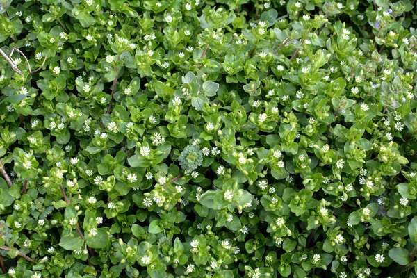 Primavera Mídia Stellaria Cresce Natureza — Fotografia de Stock