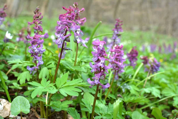 Corydalis Bloeit Het Voorjaar Het Wild Het Bos — Stockfoto