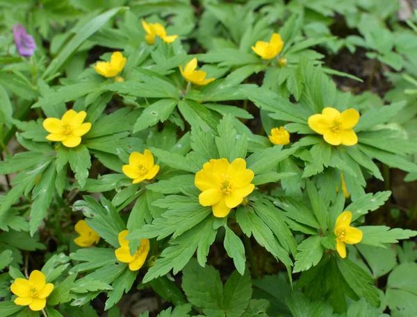 Tavasszal Vadon Élő Erdő Virágzik Anemone Sárga Anemone Ranunculoides — Stock Fotó