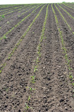 Çiftçi tarlasında bir sıra taze mısır fidanı var..