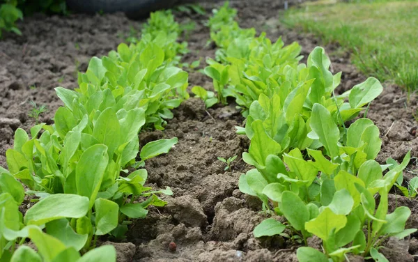 Sorrel Grows Open Organic Soil Garden — Stock Photo, Image