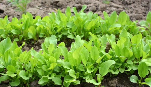 Sorrel Grows Open Organic Soil Garden — Stock Photo, Image