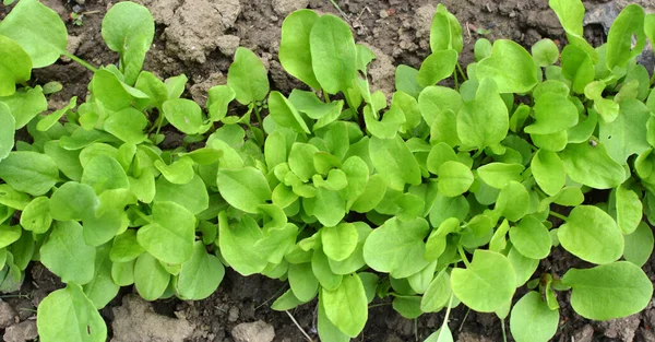 Sorrel Grows Open Organic Soil Garden — Stock Photo, Image