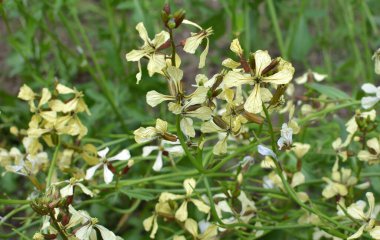 Baharatlı roka bitkisi (Eruca sativa) bahçede çiçek açar 