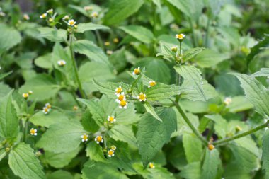Ot türlerinden biri tarlada çiçek açar - galinsoga parviflora