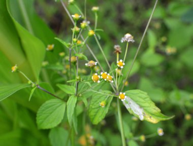 Ot türlerinden biri tarlada çiçek açar - galinsoga parviflora