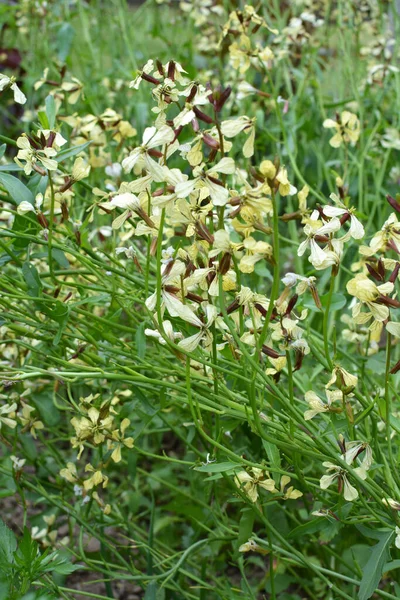 Planta Arugula Picante Eruca Sativa Floresce Jardim — Fotografia de Stock