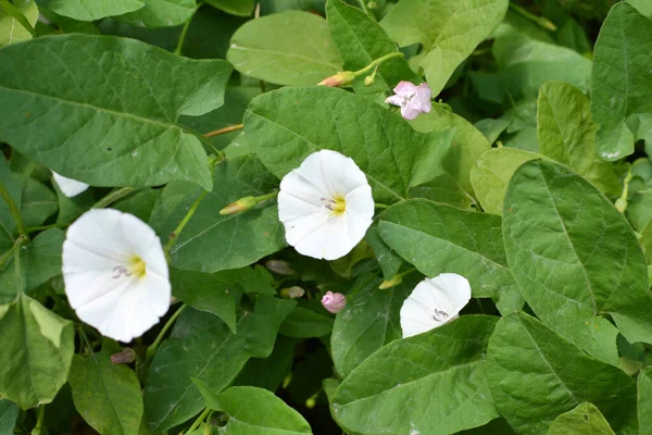 Convolvulus Arvensis Cresce Floresce Campo — Fotografia de Stock