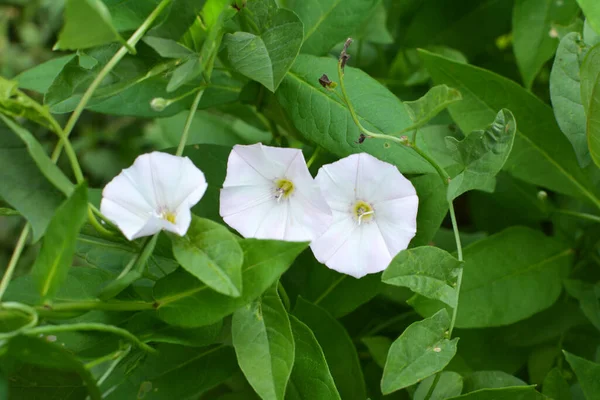 Convolvulus Arvensis Grows Blooms Field — Stock Photo, Image