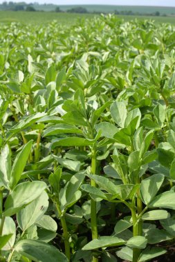 Baharda, genç At Fasulyesi (Vicia Faba) bir tarlada yetişir.