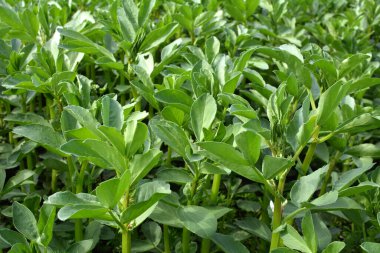 Baharda, genç At Fasulyesi (Vicia Faba) bir tarlada yetişir.