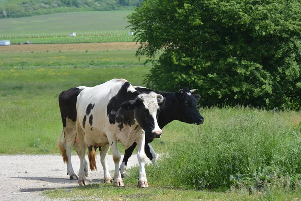 Village Street Cattle Private Farm Return Home Grazing — Stock Photo, Image