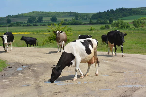 Village Street Cattle Private Farm Return Home Grazing — Stock Photo, Image