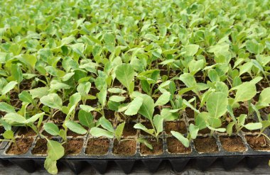 Plastik kasetlerde organik toprakla yetişen lahana tohumları..