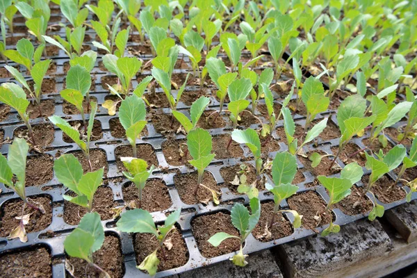 Kohlpflanzen Die Plastikkassetten Mit Organischer Erde Angebaut Werden — Stockfoto