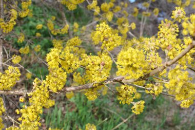 Bahar korneli gerçektir (Cornus mas) vahşi doğada çiçek açar 