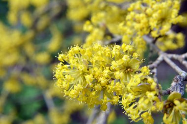 Bahar korneli gerçektir (Cornus mas) vahşi doğada çiçek açar 
