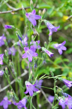 Çan çiçekleri (Campanula sibirica) yazın yabani otlar arasında çiçek açar