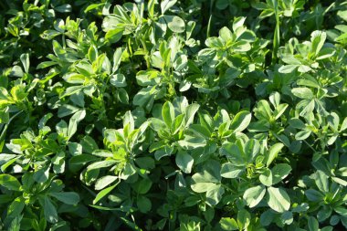 Bahar tarlasında genç yoncalar büyür.