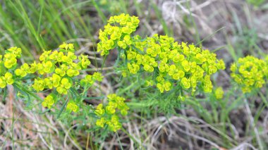 Yabani otların baharında, Euphorbia cyparissias çiçekleri açar.