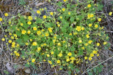İlkbaharda, doğada potansiyel büyür.