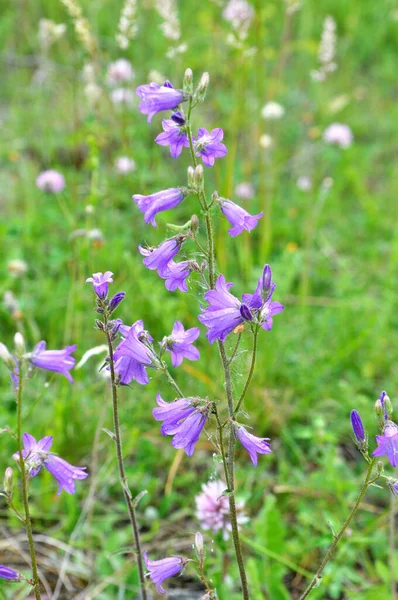 Květiny Zvonu Campanula Sibirica Kvetou Mezi Divokými Travinami Létě — Stock fotografie