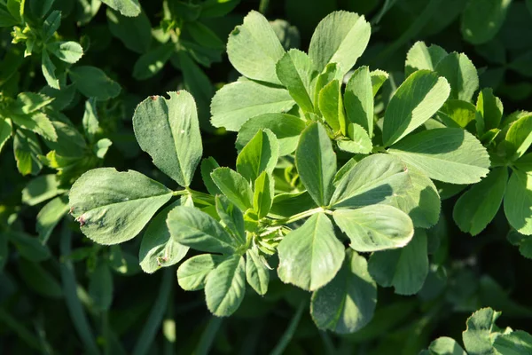 Granja Primavera Campo Joven Alfalfa Crece — Foto de Stock