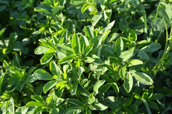 Spring Farm Field Young Alfalfa Grows — Stock Photo, Image