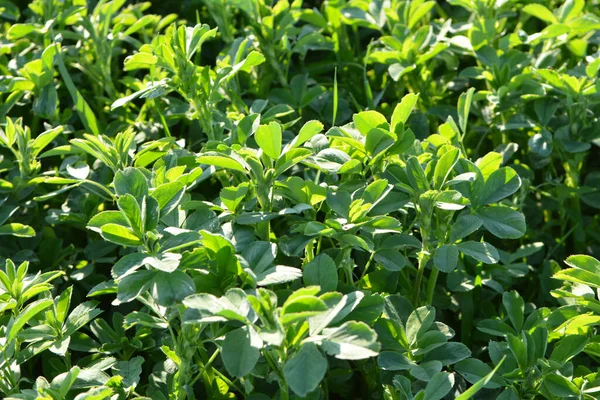 Spring Farm Field Young Alfalfa Grows — Stock Photo, Image