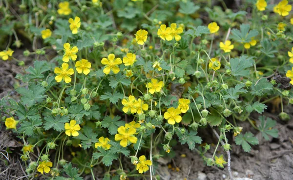 Primavera Potencilla Cresce Natureza — Fotografia de Stock