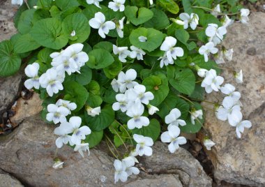 Baharda, çiçek tarhında beyaz menekşeler açar.