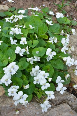 Baharda, çiçek tarhında beyaz menekşeler açar.