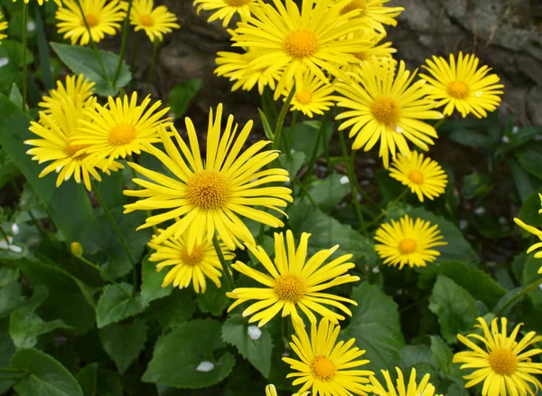 Primavera Camomila Doronicum Amarela Floresce Canteiro Flores — Fotografia de Stock