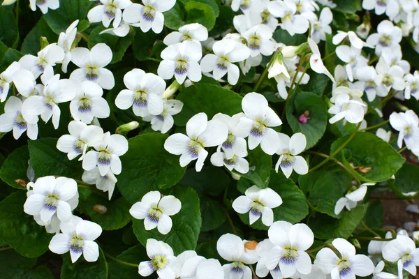 Baharda Çiçek Tarhında Beyaz Menekşeler Açar — Stok fotoğraf