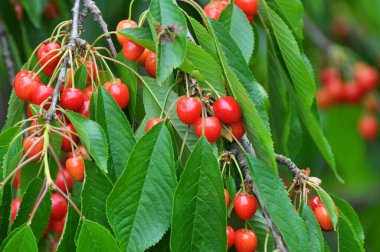 Bir ağaç dalında, olgun kırmızı kiraz (Prunus avium))