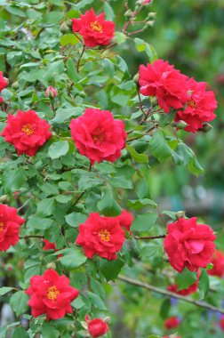 Yazın bahçede güller açar..