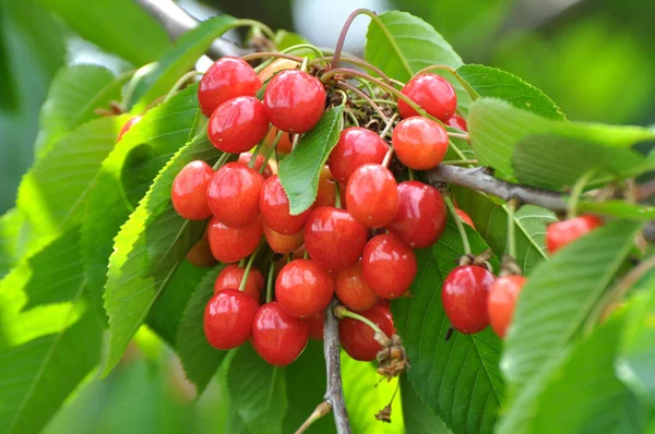 Větvi Stromu Zralé Červené Bobule Třešeň Prunus Avium — Stock fotografie