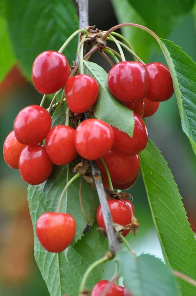 Větvi Stromu Zralé Červené Bobule Třešeň Prunus Avium — Stock fotografie