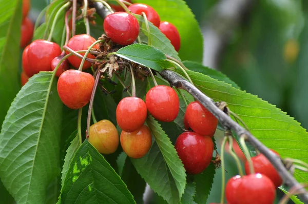 Гілці Дерева Стиглі Червоні Ягоди Вишня Prunus Avium — стокове фото