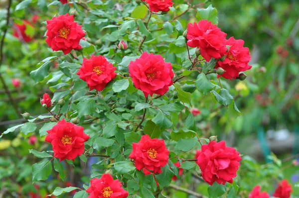 Yazın bahçede güller açar..