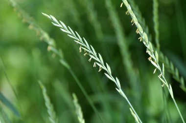Çayırda, yabanda ot ve yabani otlar yetişir. Elymus tövbe eder.