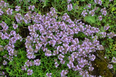 Kekik (Thymus serpilllum) yazın vahşi doğada açar.