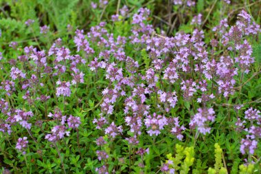 Kekik (Thymus serpilllum) yazın vahşi doğada açar.