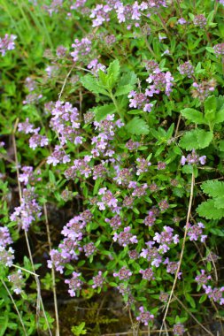 Kekik (Thymus serpilllum) yazın vahşi doğada açar.
