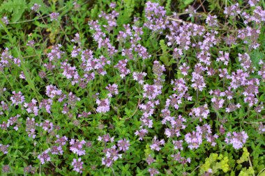 Kekik (Thymus serpilllum) yazın vahşi doğada açar.