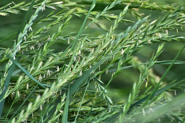 Çayırda, yabanda ot ve yabani otlar yetişir. Elymus tövbe eder.