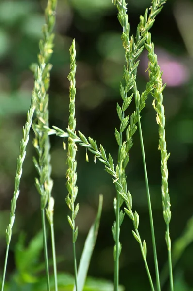 Prado Natureza Cresce Grama Ervas Daninhas Elymus Repens — Fotografia de Stock